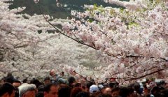 你見過空無一人的中山公園櫻花大道嗎？美！